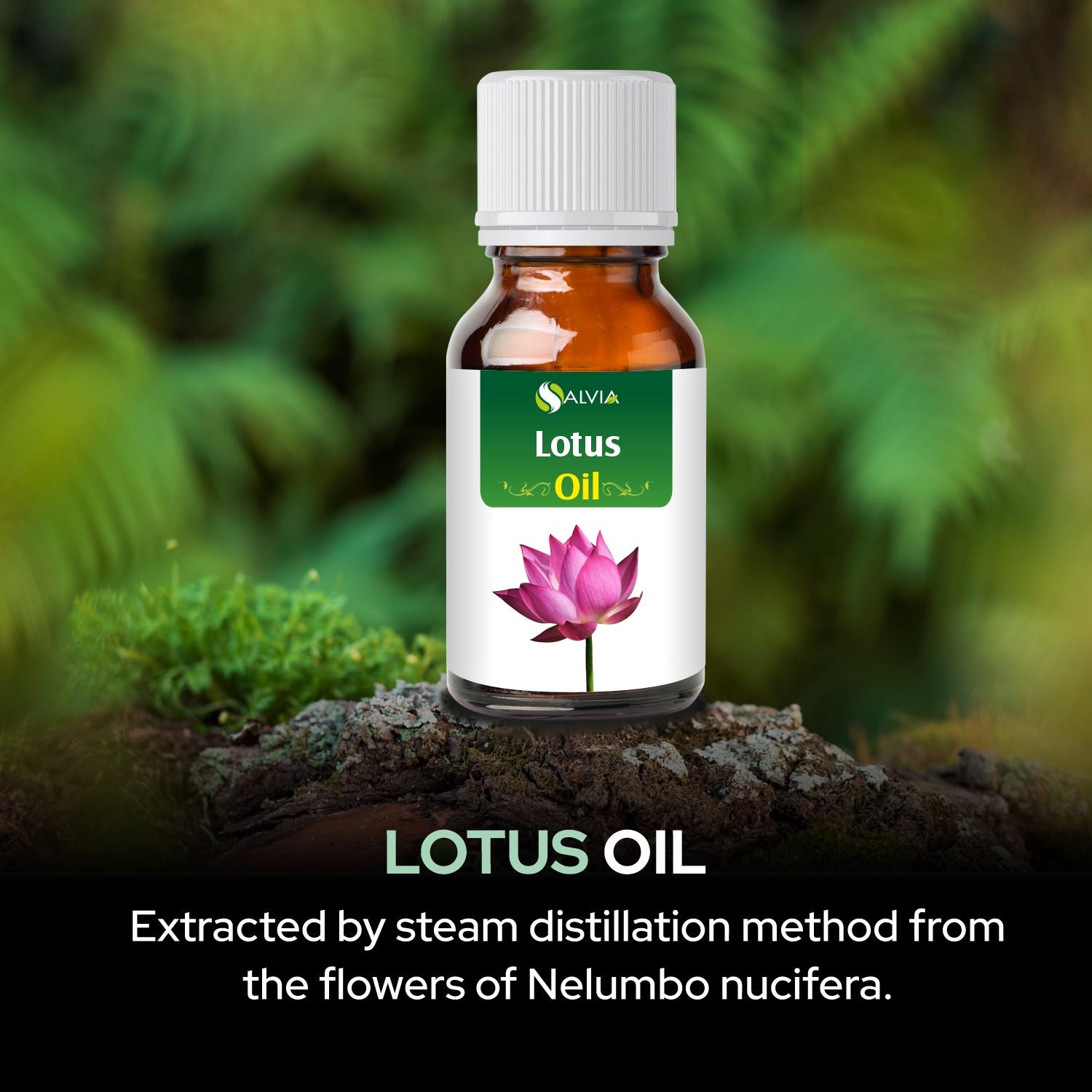 Salvia Natural Essential Oils,Dandruff,Greasy Oil,Anti Fungal,Anti-fungal Oil,Oil for Greasy Hair Lotus Oil Salvia Natural Essential Oils,Dandruff,Greasy Oil,Anti Fungal,Anti-fungal Oil,Oil for Greasy Hair Lotus Oil